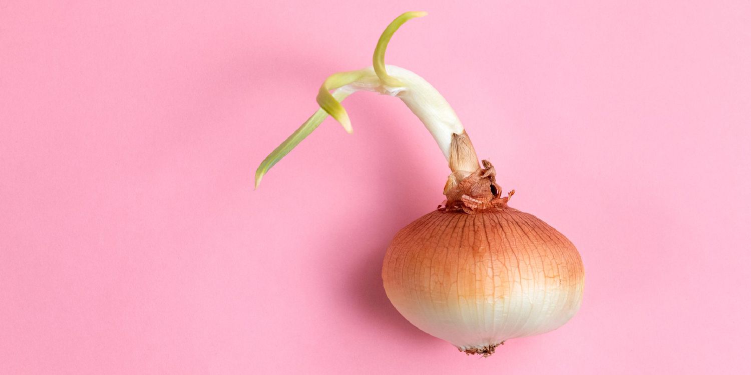 Delicious Sprouted Onion Recipes to Try!